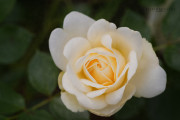 Botanik012 White-Rose 27.06.2015